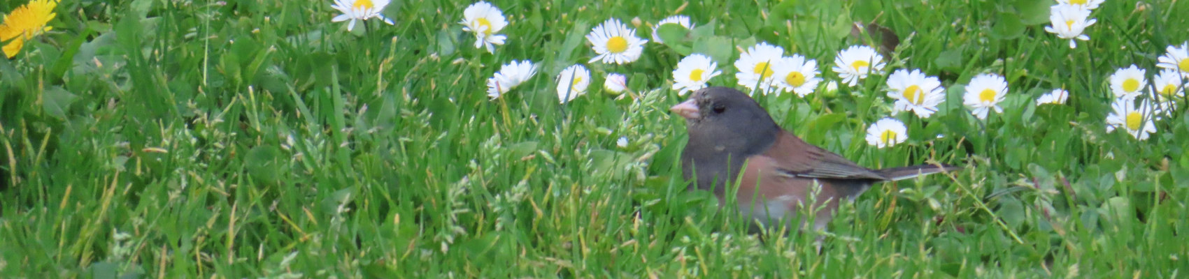 A little brown bird looks out haughtily from amidst a daisy studded lawn.