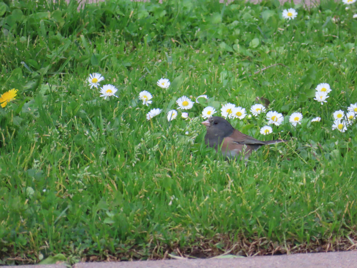 A dark-eyed junco looks out from a field of daisies