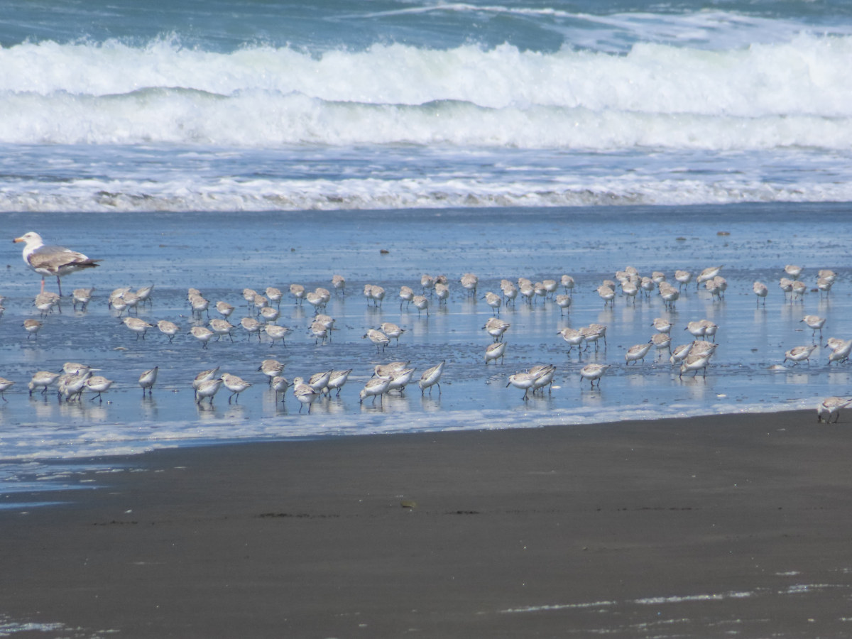 A flock of sanderlings with a seagull among them showing how tiny they are