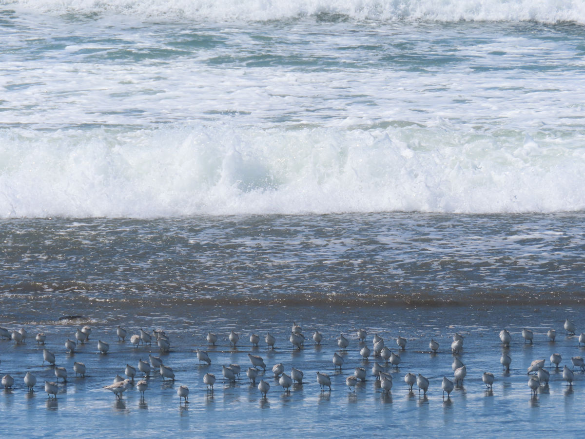 Sanderlings all facing away from the camera, butts in the air
