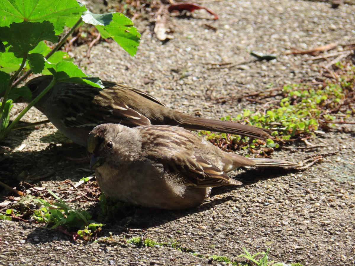 Two sparrows sunning on the pavement