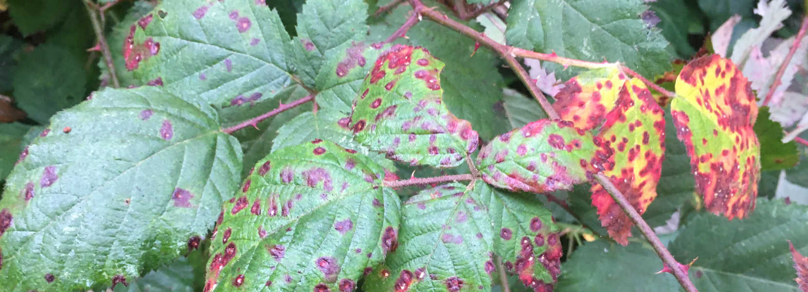 Photo of blackberry leaves turning red and splotchy . Own work 2020.