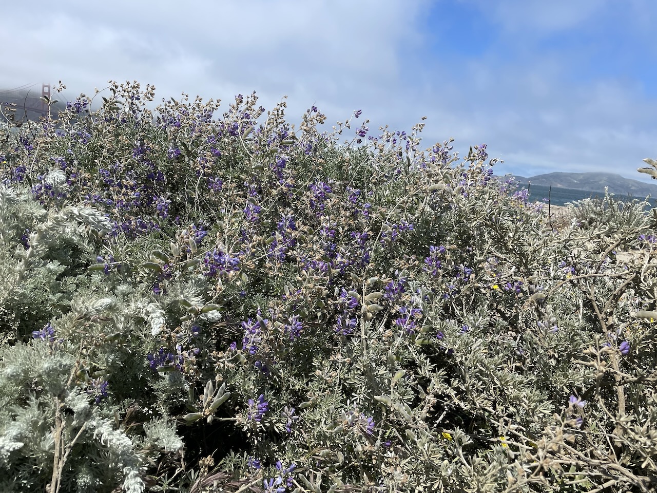 A bunch of scrubby purple lupine and silvery artimsa, with a scrap of sky and water behind