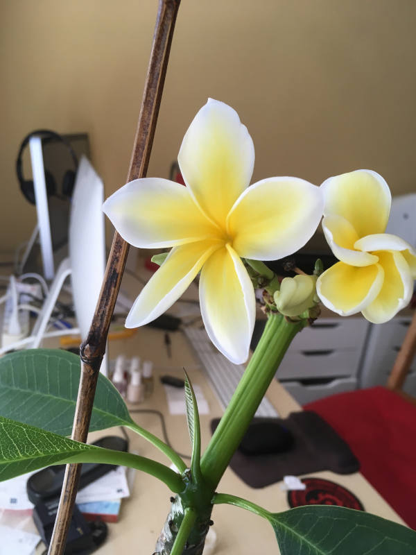 Photo of a blooming plumeria on a messy desk