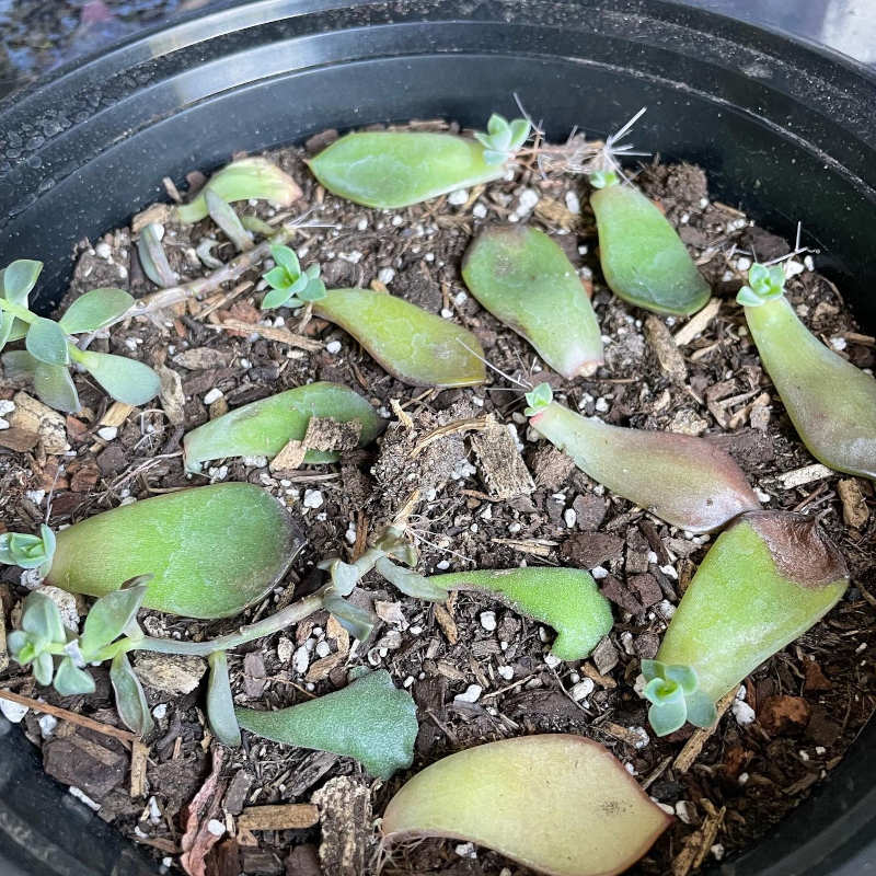 Photo of succulent leaves lying on dirt. Some of them have sprouted tiny mini succulents and roots, while others appear to be dying.