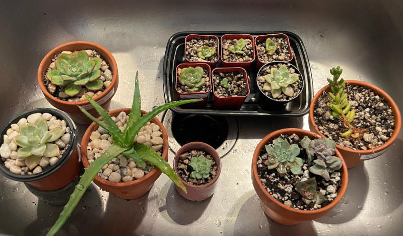 A large number of small, potted succulents in a metal sink.