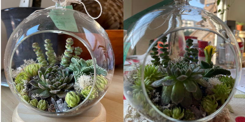 Two photos of a terrarium filled with succulents, side by side. They show the same terrarium a month apart. The on on the right has a yellow blooming flower.